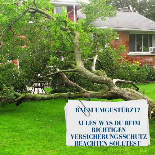 Umgestürzter Baum: Welche Versicherung zahlt? Kretschmer & Schweiger